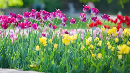 Spring bulb border containing daffodils and tulips