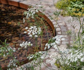 pond in the health and wellbeing garden by alexandra noble at hampton 2018