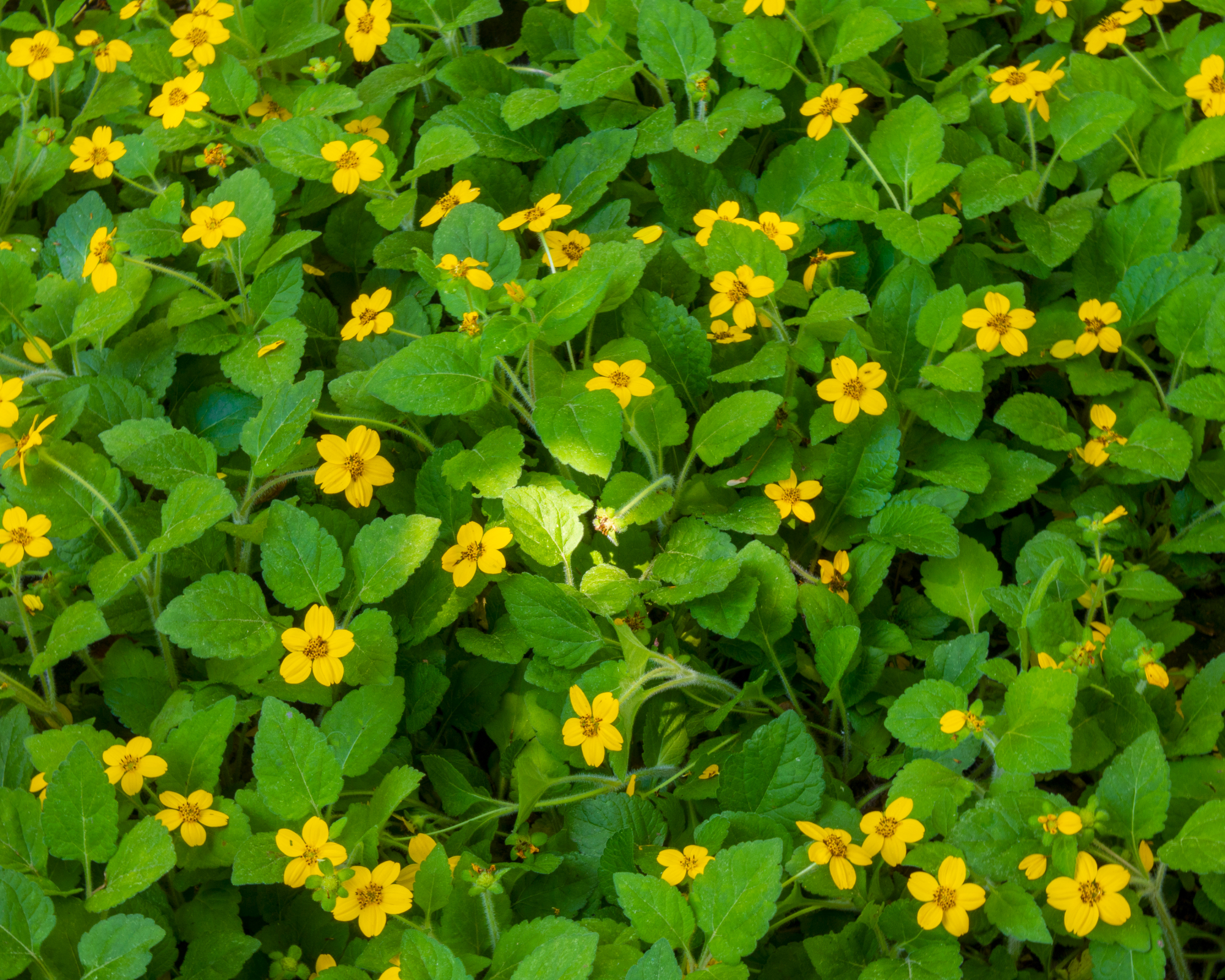green and gold plant
