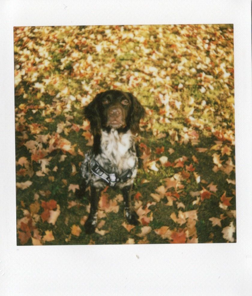 Image samples from the Fujifilm Instax Square 2