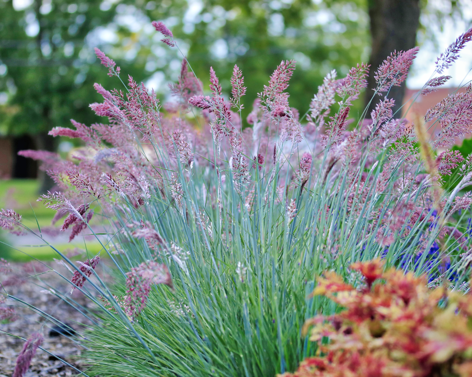 Blue-stemmed ornamental ruby grass with bright pink toppers
