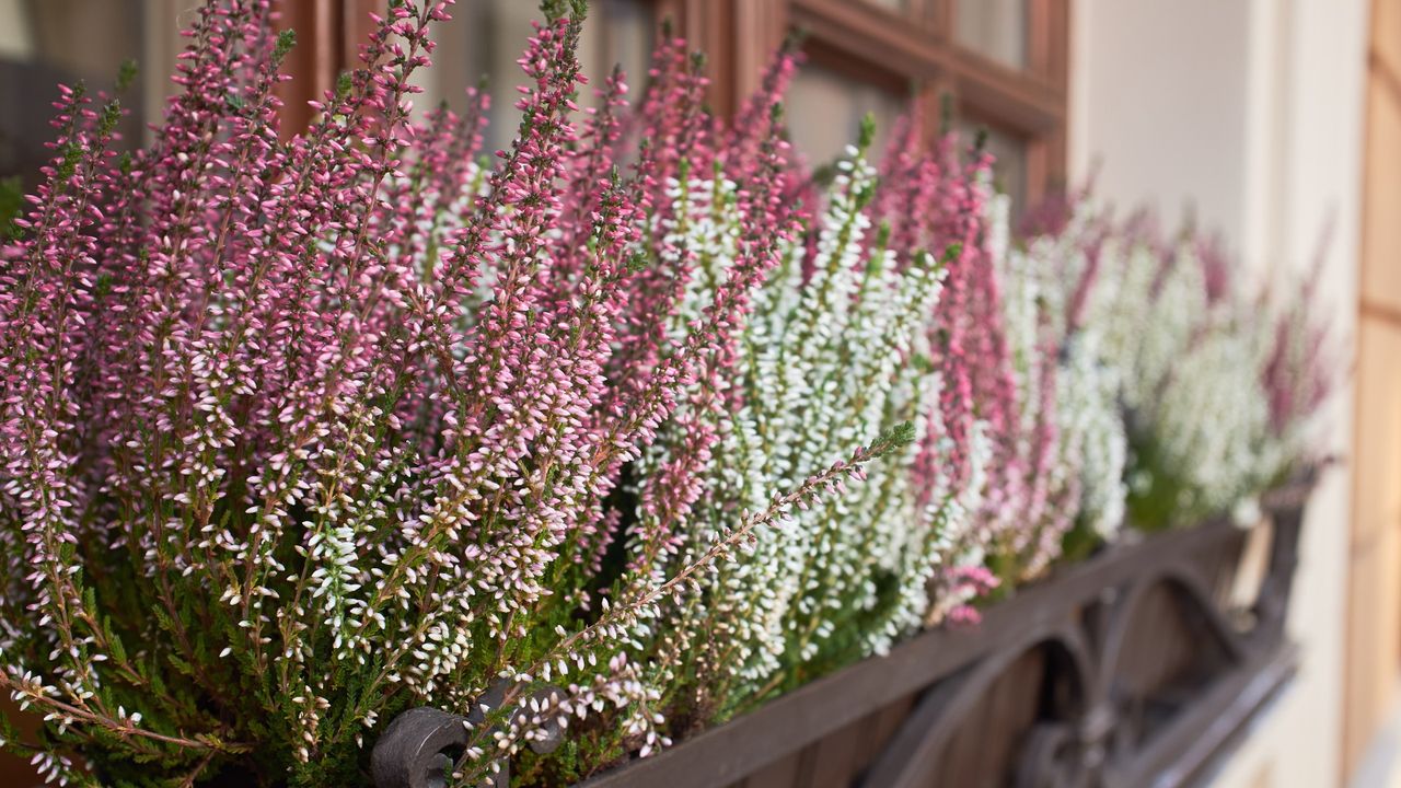 Heather growing in a window box