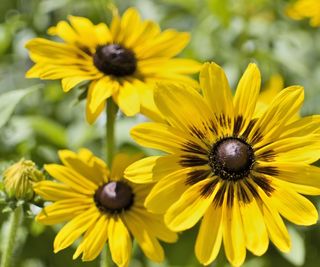 Rudbeckia 'Denver Daisy’ with yellow blooms