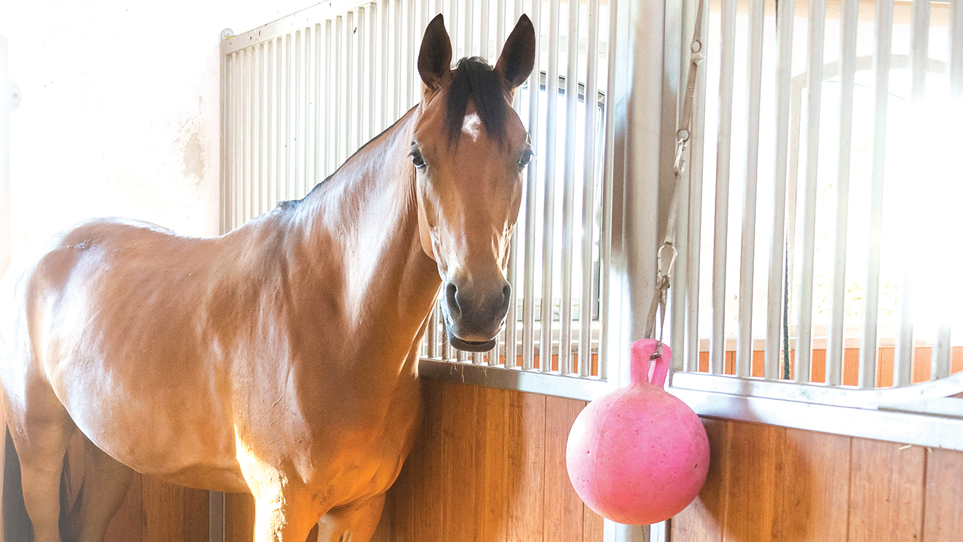 KAFWX1 Bavarian Warmblood. Bay adult standing in a box with window. Germany