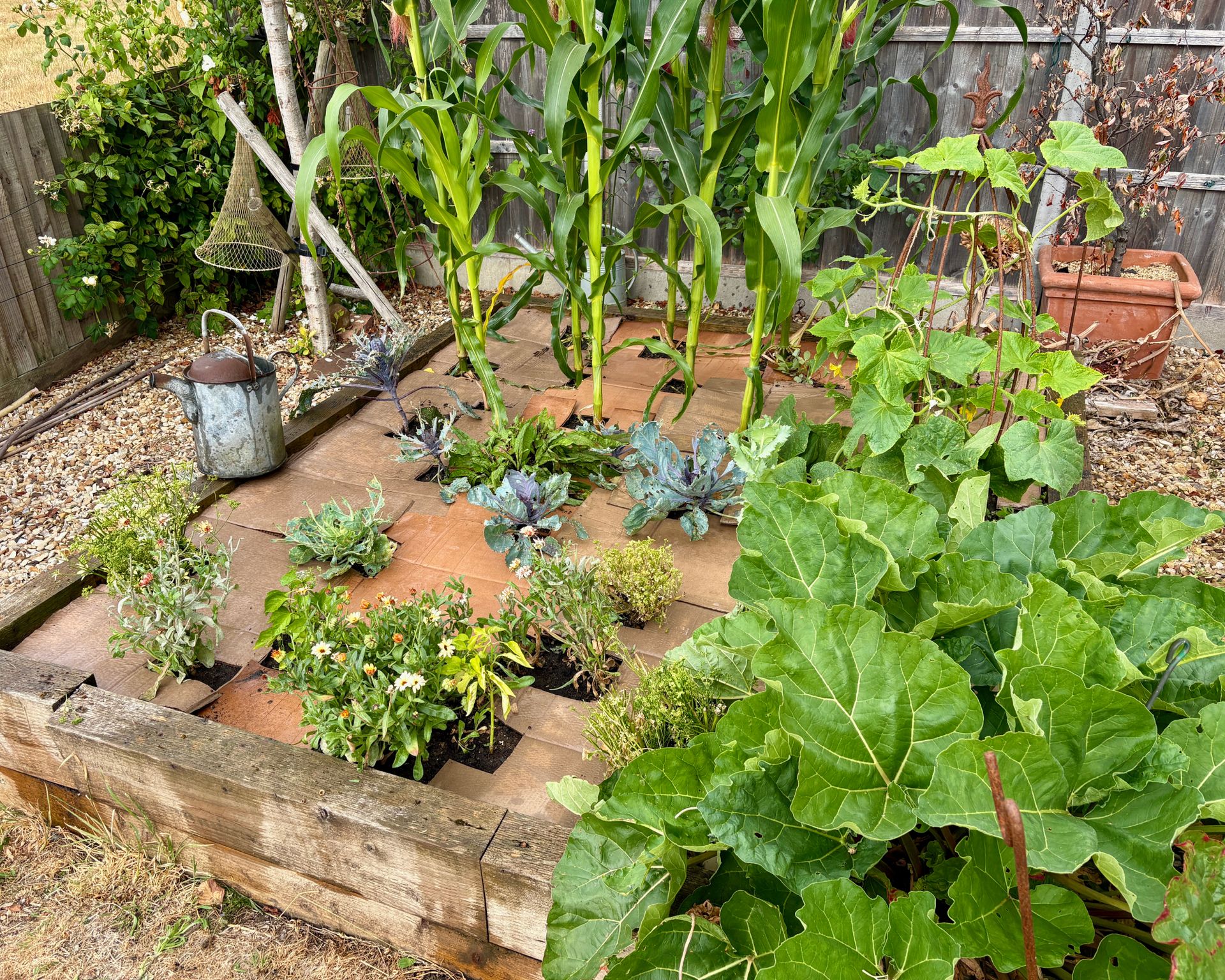 Cardboard used to mulch a raised bed of vegetables