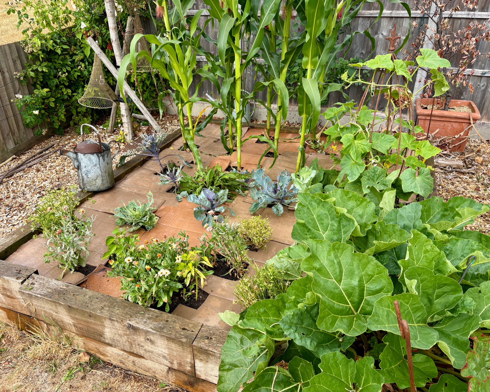 Cardboard used to mulch a raised bed of vegetables
