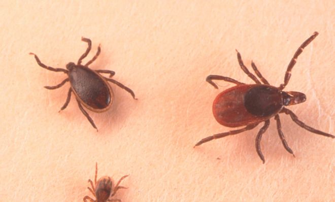 Ticks