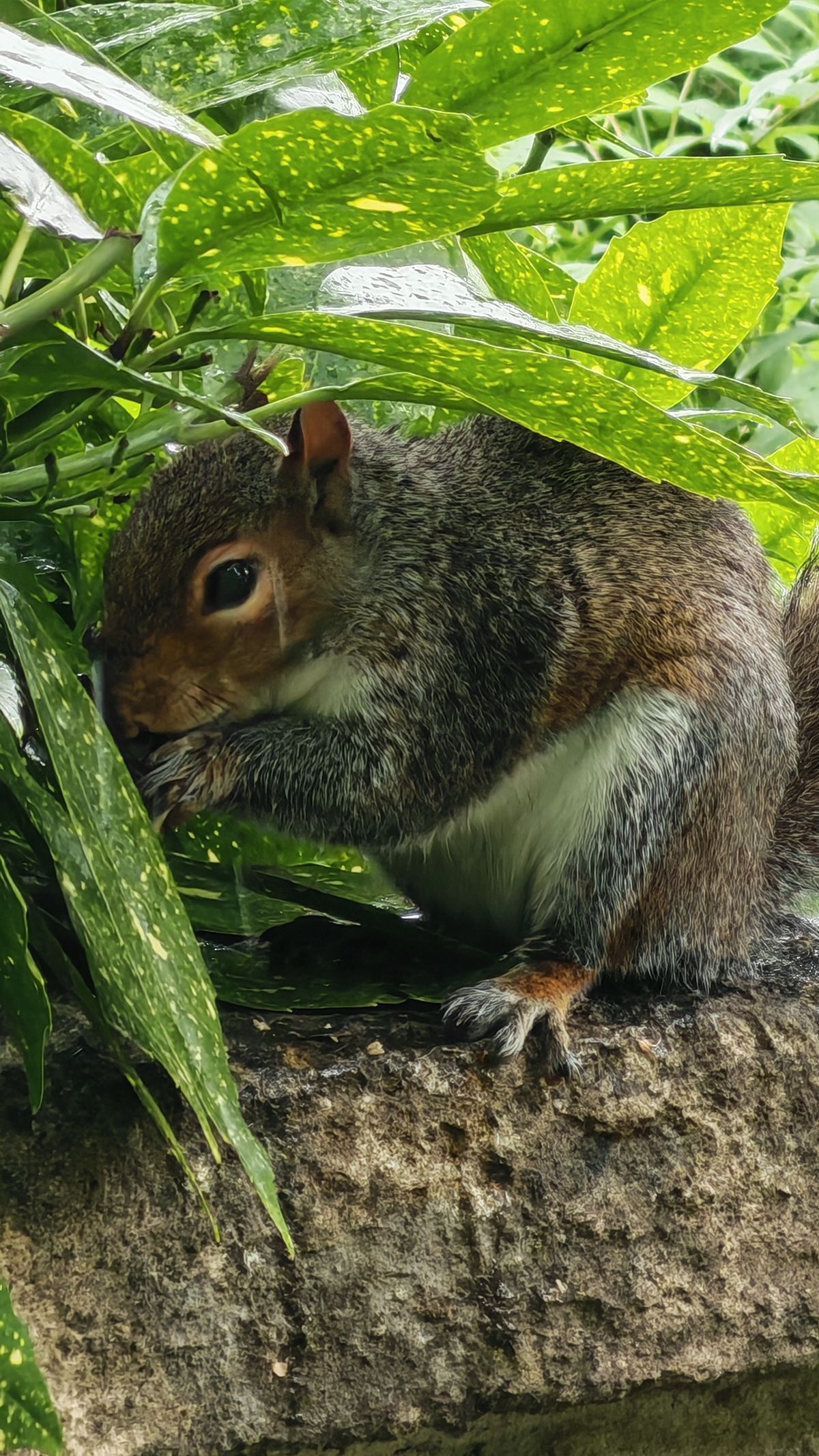 The Honor 400 Pro sample images