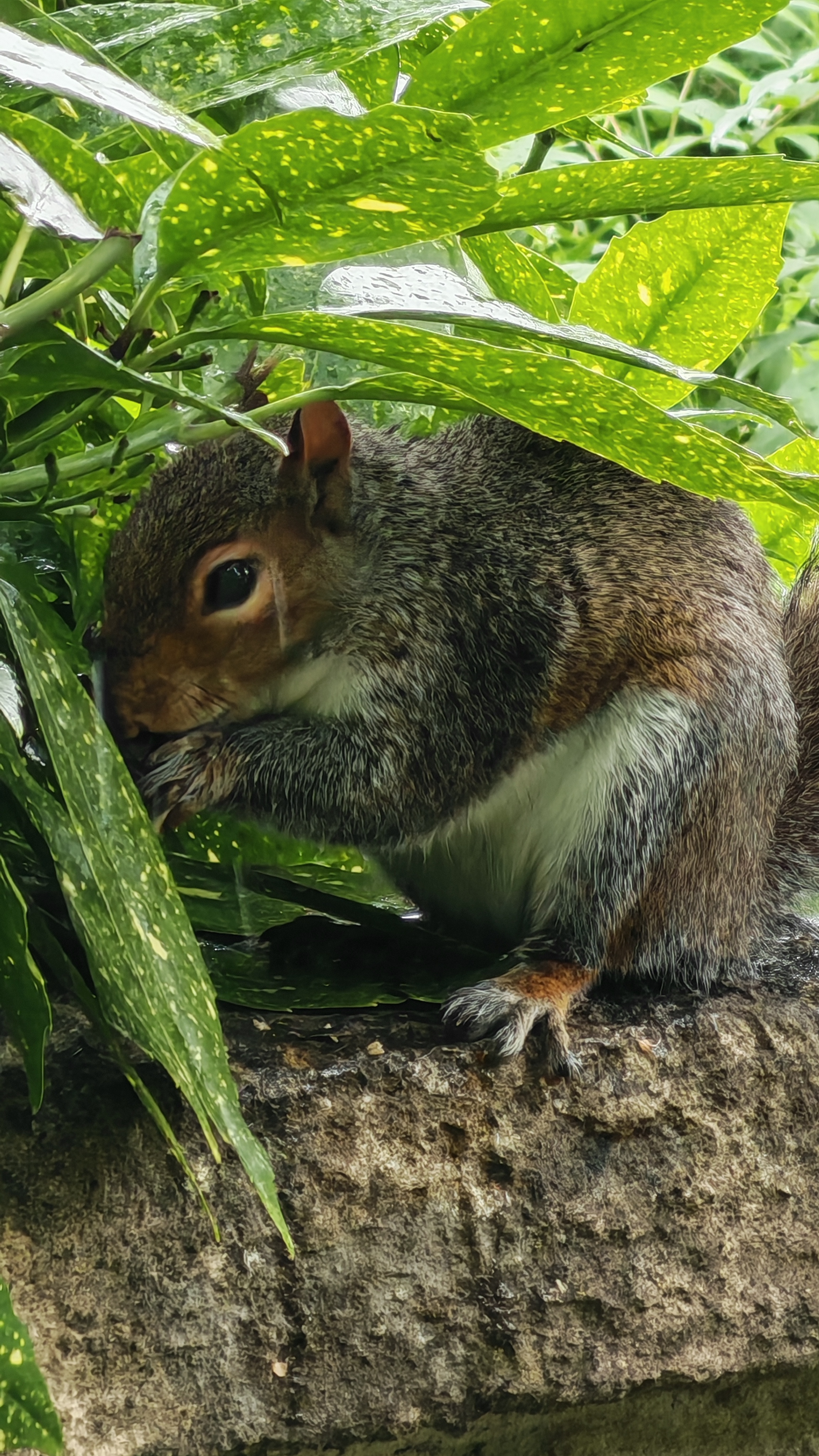 The Honor 400 Pro sample images