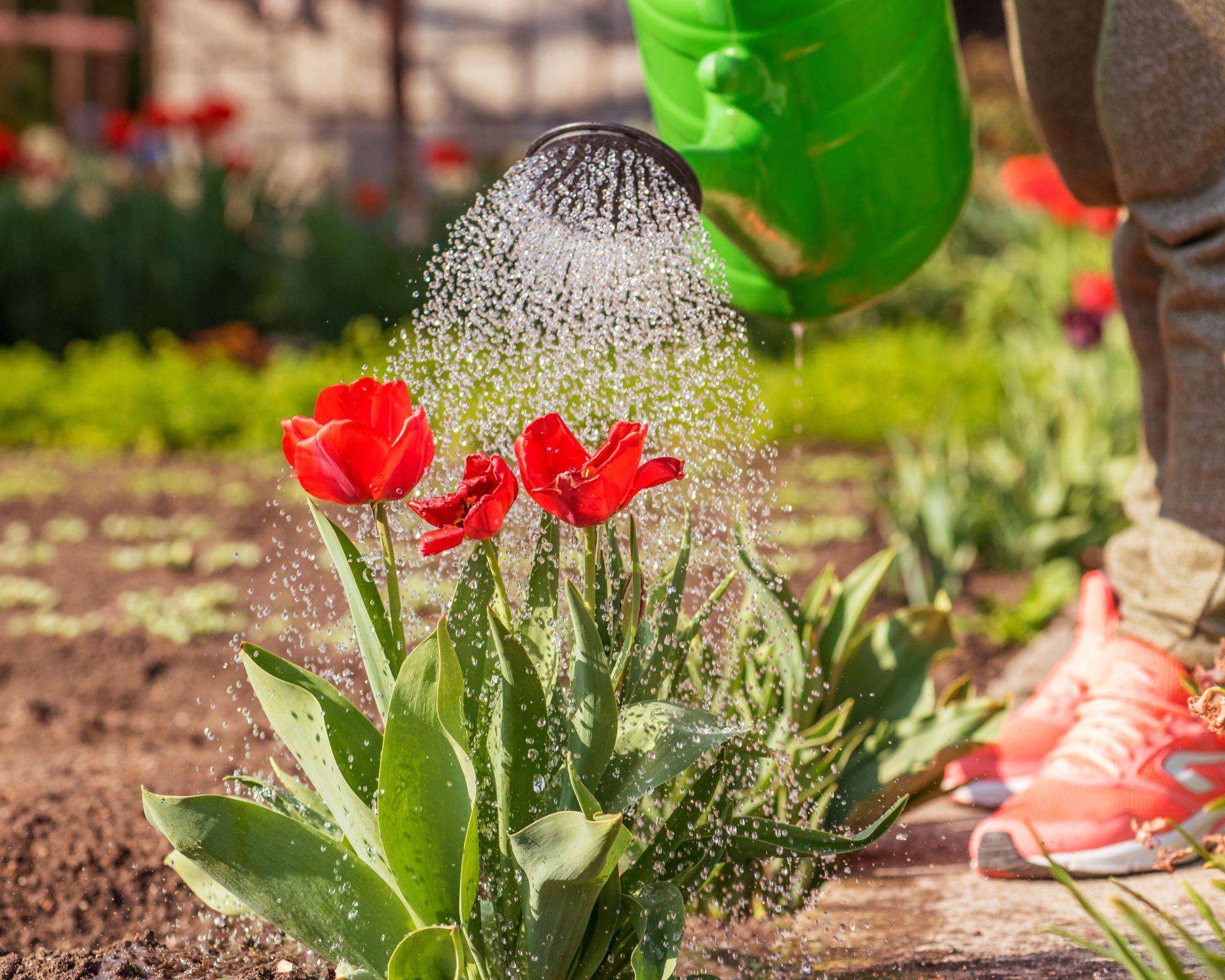woman watering tulip