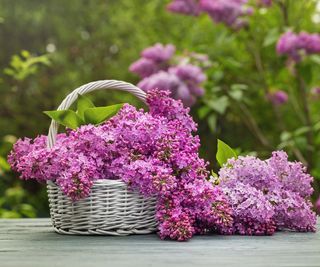 freshly picked lilacs in a basket