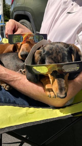 two dachshunds wearing solar eclipse glasses.