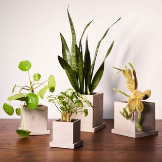 indoor plants in white square pots