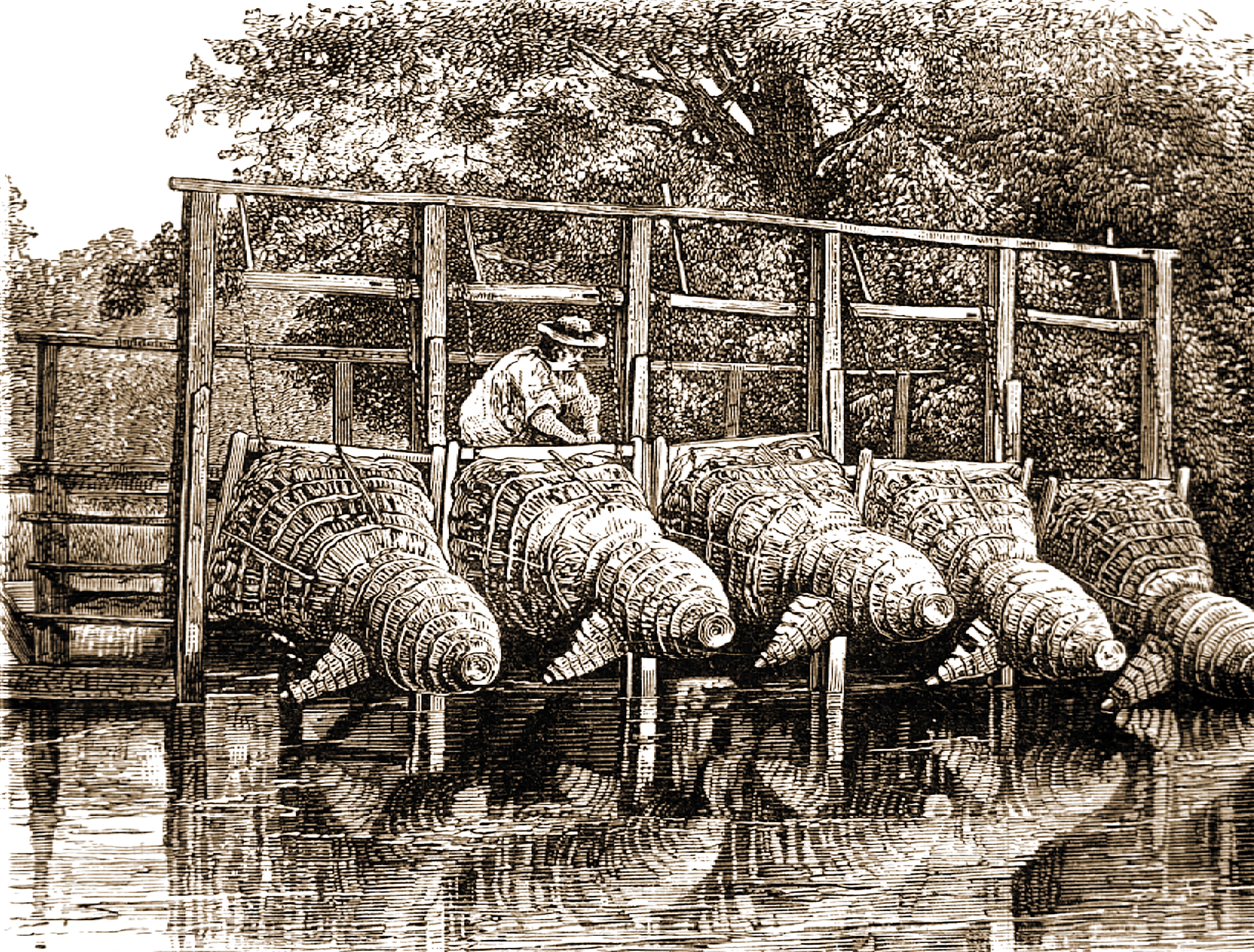 Eel traps in Victorian times