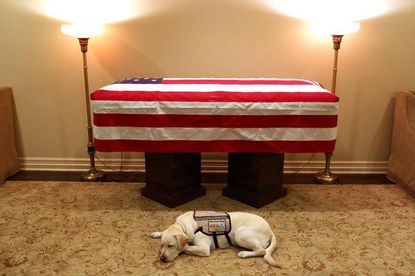 Sully, George H.W. Bush's service dog, lies next to his coffin.