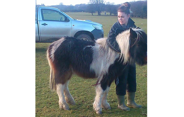 pony shot with crossbow
