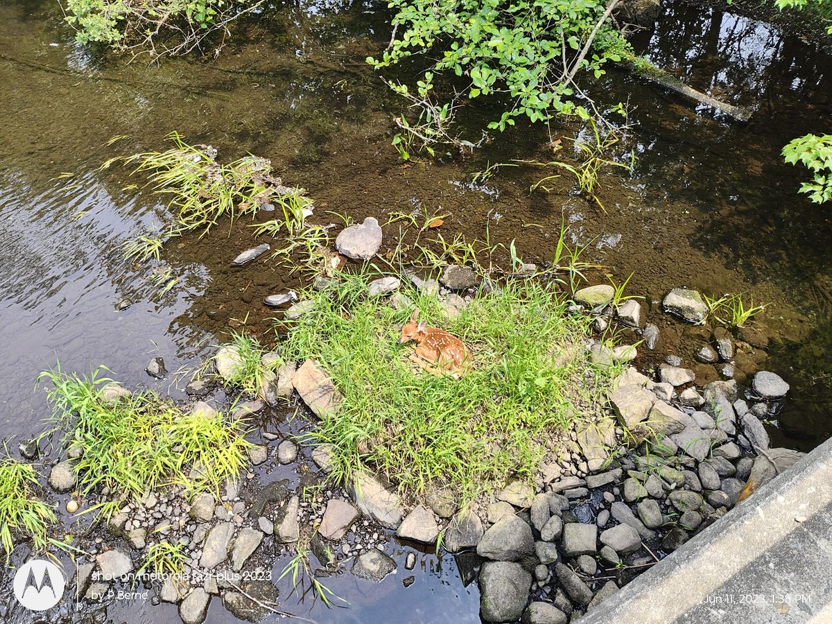 Motorola Razr Plus 2023 camera samples