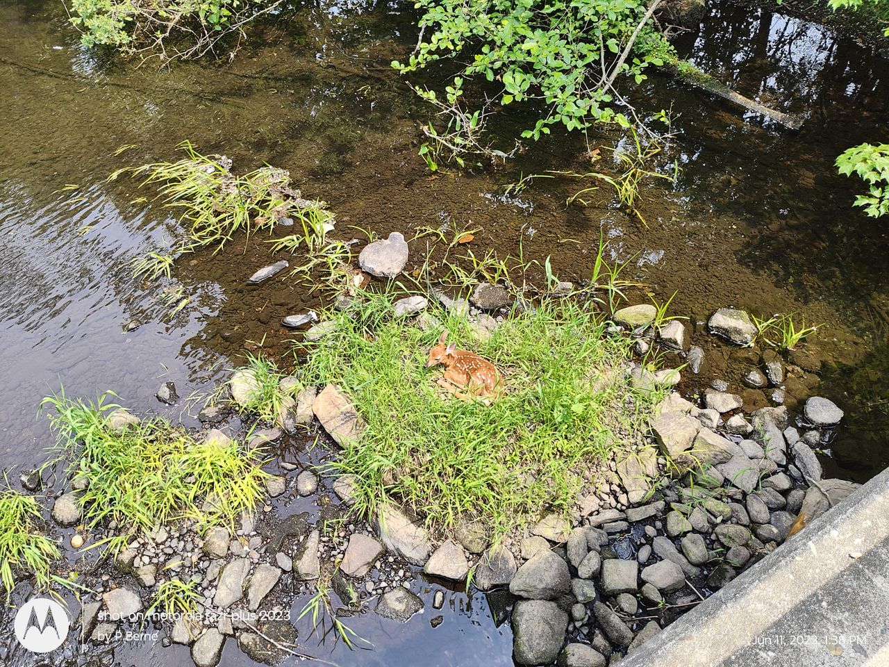 Motorola Razr Plus 2023 camera samples