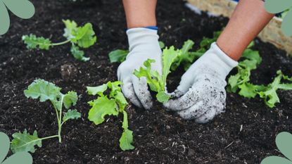 picture of woman planting seedlings into vegetable patch