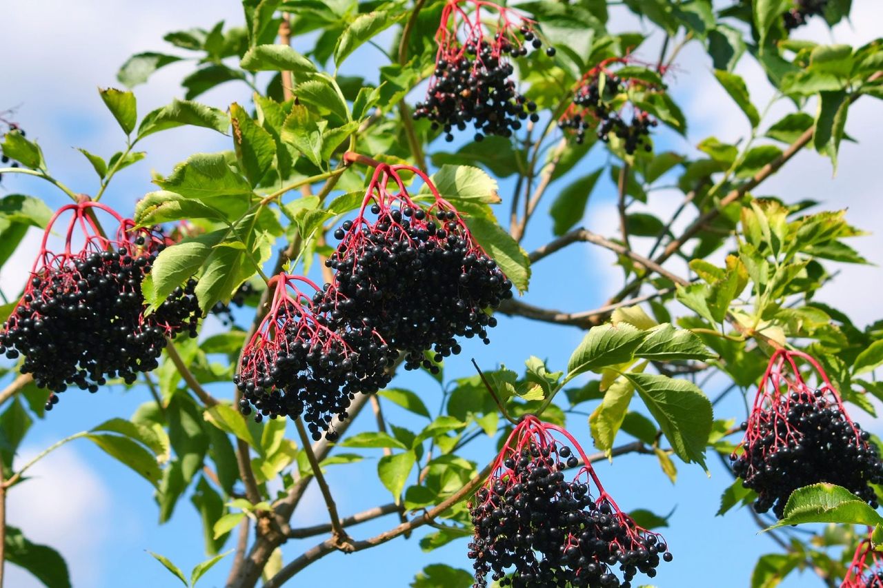 Elderberry Bush