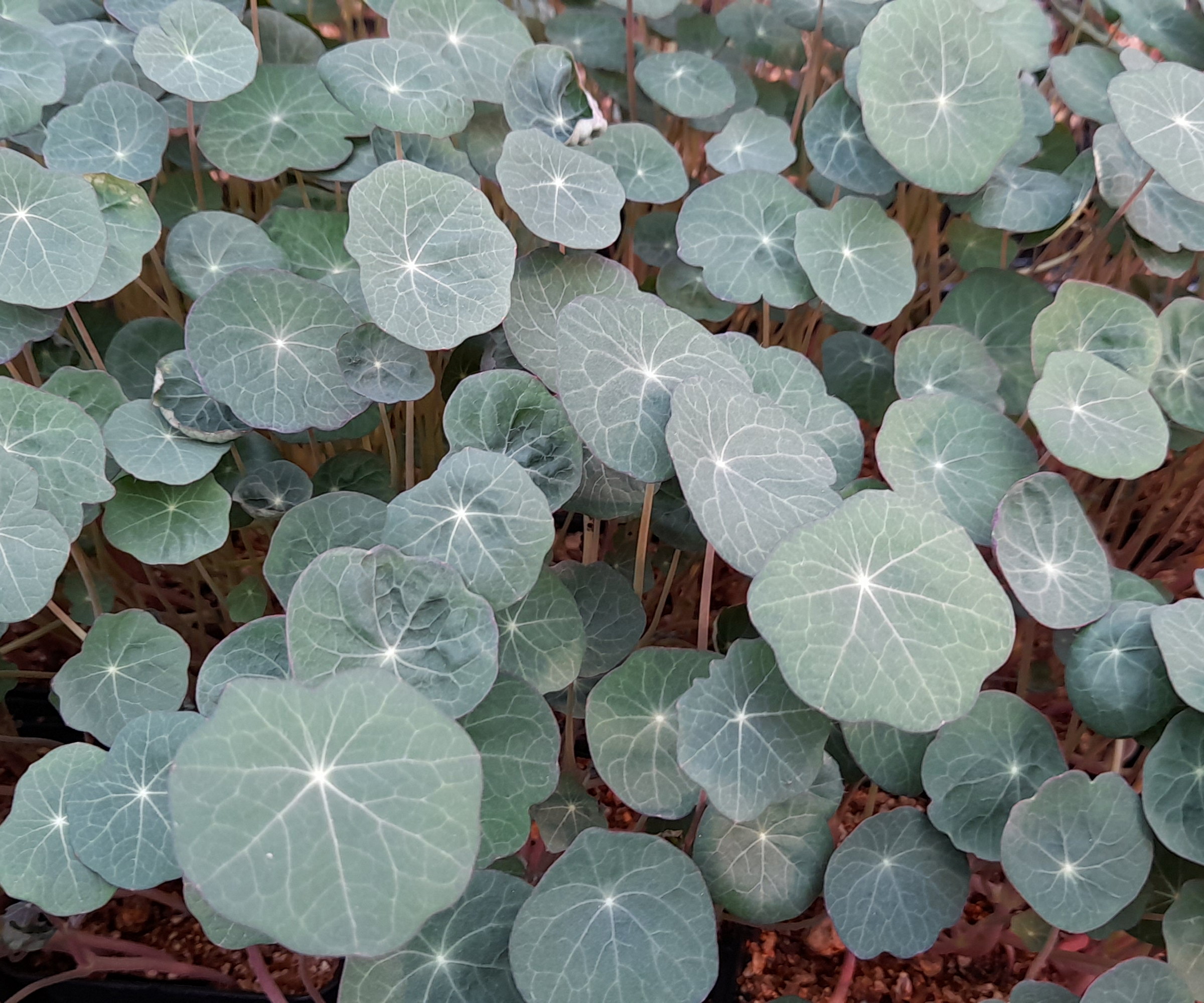 The green leaves of nasturtiums growing as microgreens in a tray