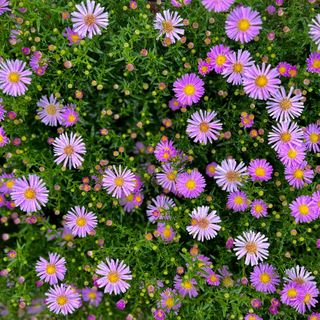 Purple asters