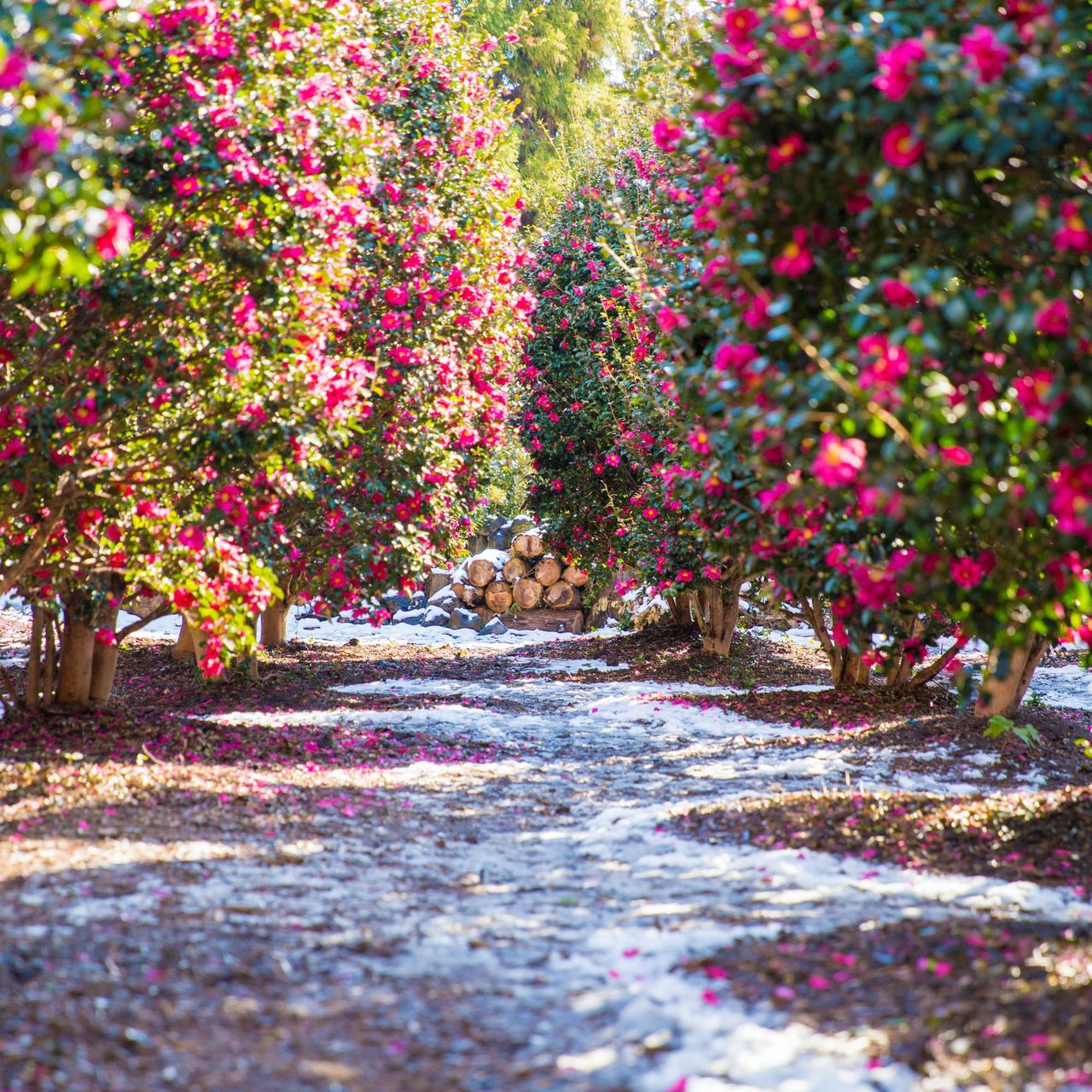 Blooming camellia shrubs in winter