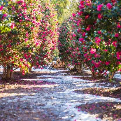 Blooming camellia shrubs in winter