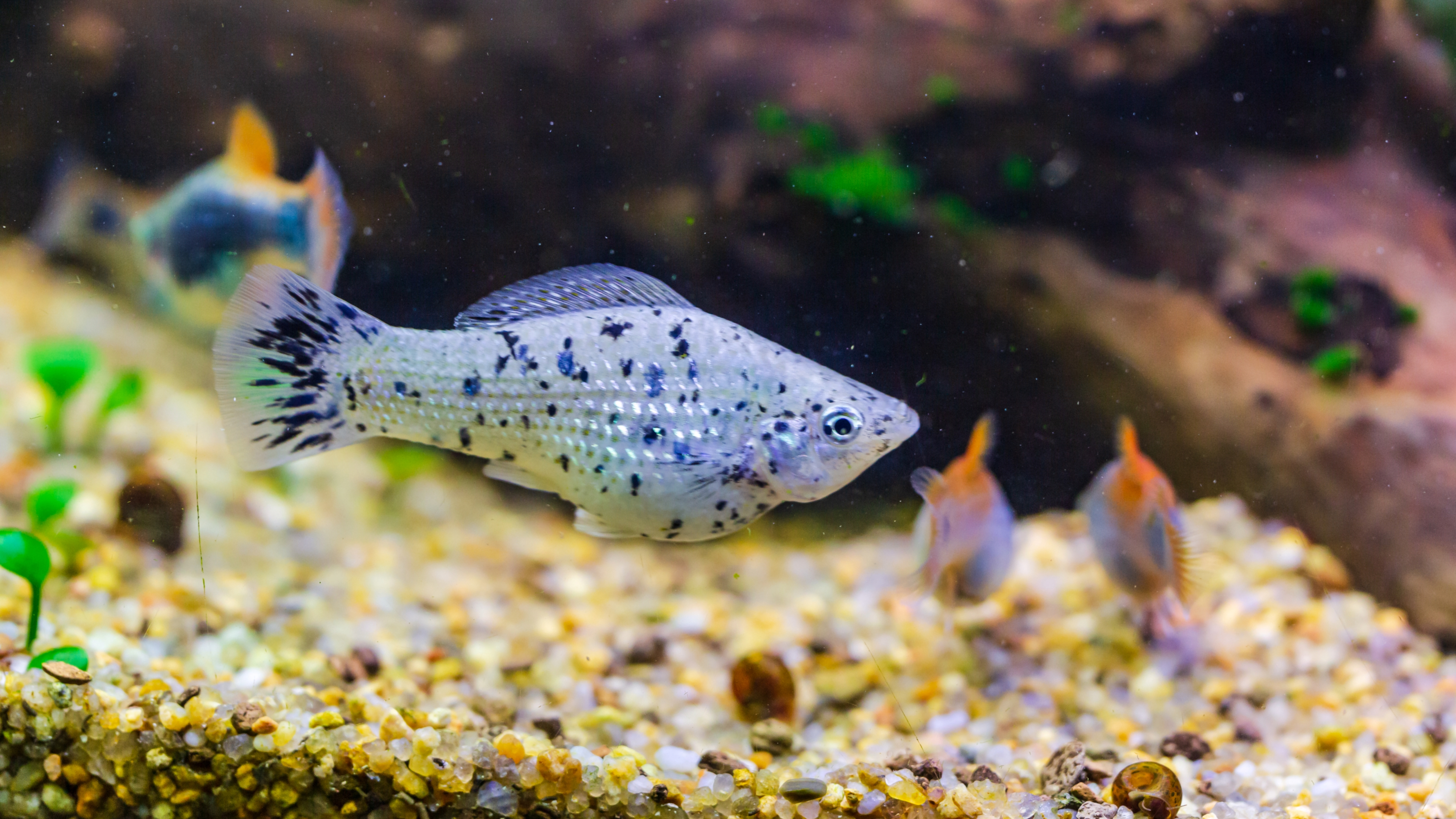Dalmatian Molly