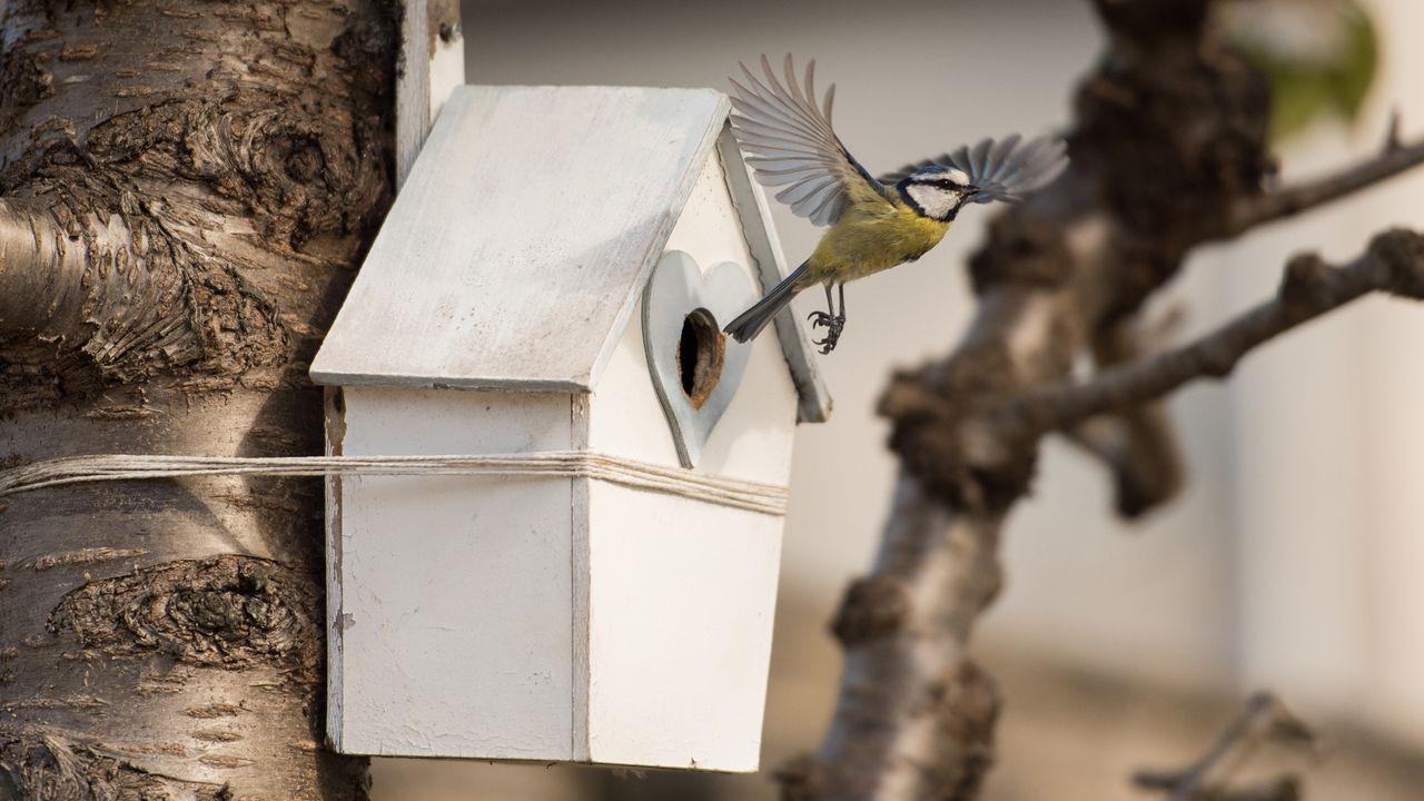 birds in gardens