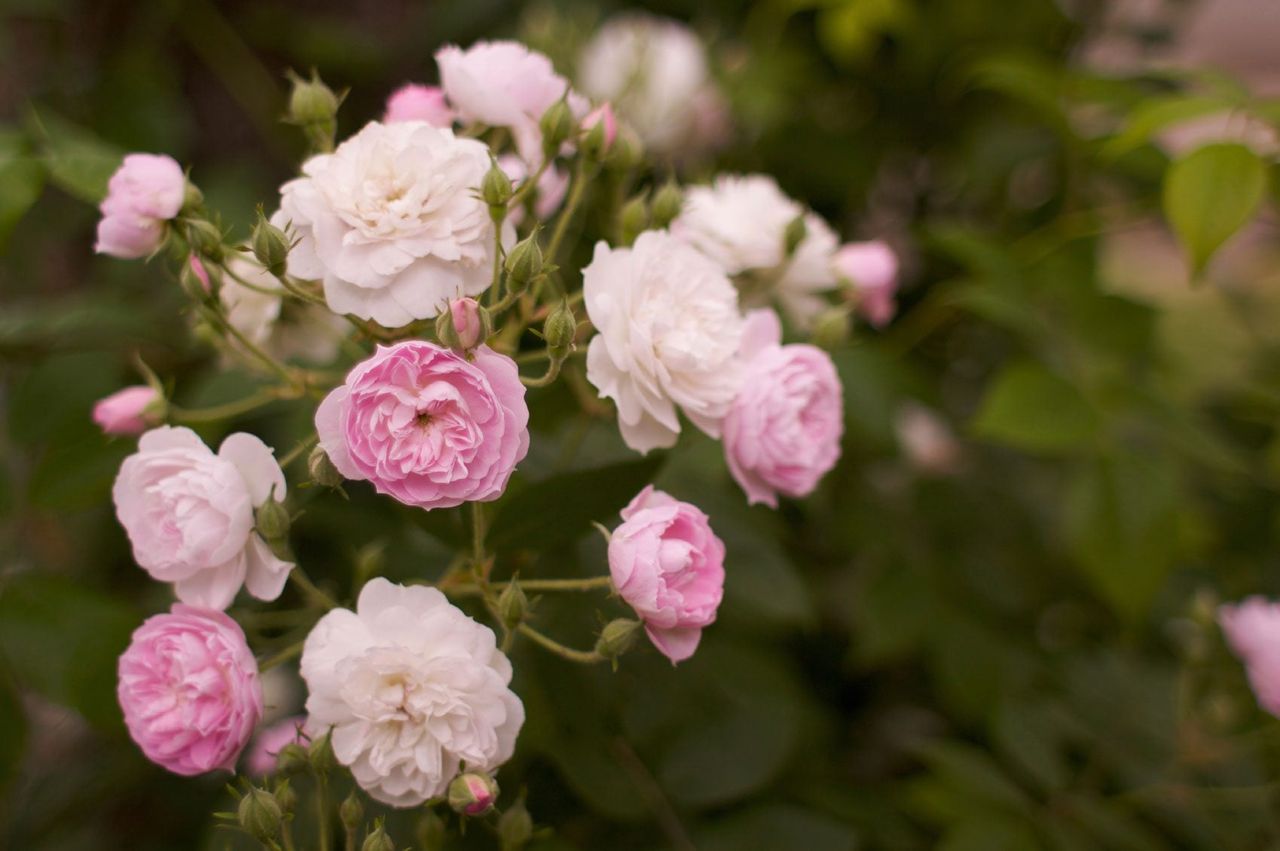 White And Pink Roses