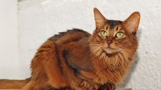 close up of a red-brown somali cat