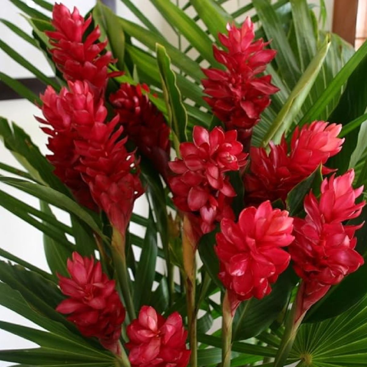 Red ginger plant