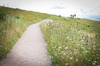 Flora and fauna abound in Port Sunlight River Park . The site was actually a landfill site, run by Biffa, until it opened as a 78 acre recreational/wild space two years ago. Autism Together manages the park on behalf of the Land Trust.