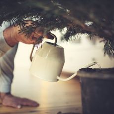 Hands watering a Christmas tree with a white watering can