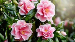 Camellia