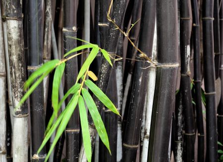 black bamboo