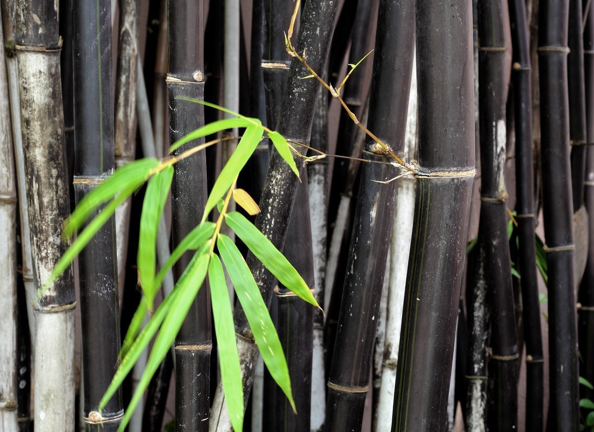 How To Grow And Care For Bamboo In The Garden