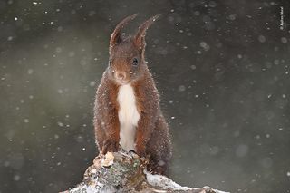 Under the Snow by Audren Morel, France Unafraid of the snowy blizzard, this squirrel came to visit Audren as he was taking photographs of birds in the small Jura village of Les Fourgs, France. Impressed by the squirrel’s endurance, he made it the subject of the shoot.