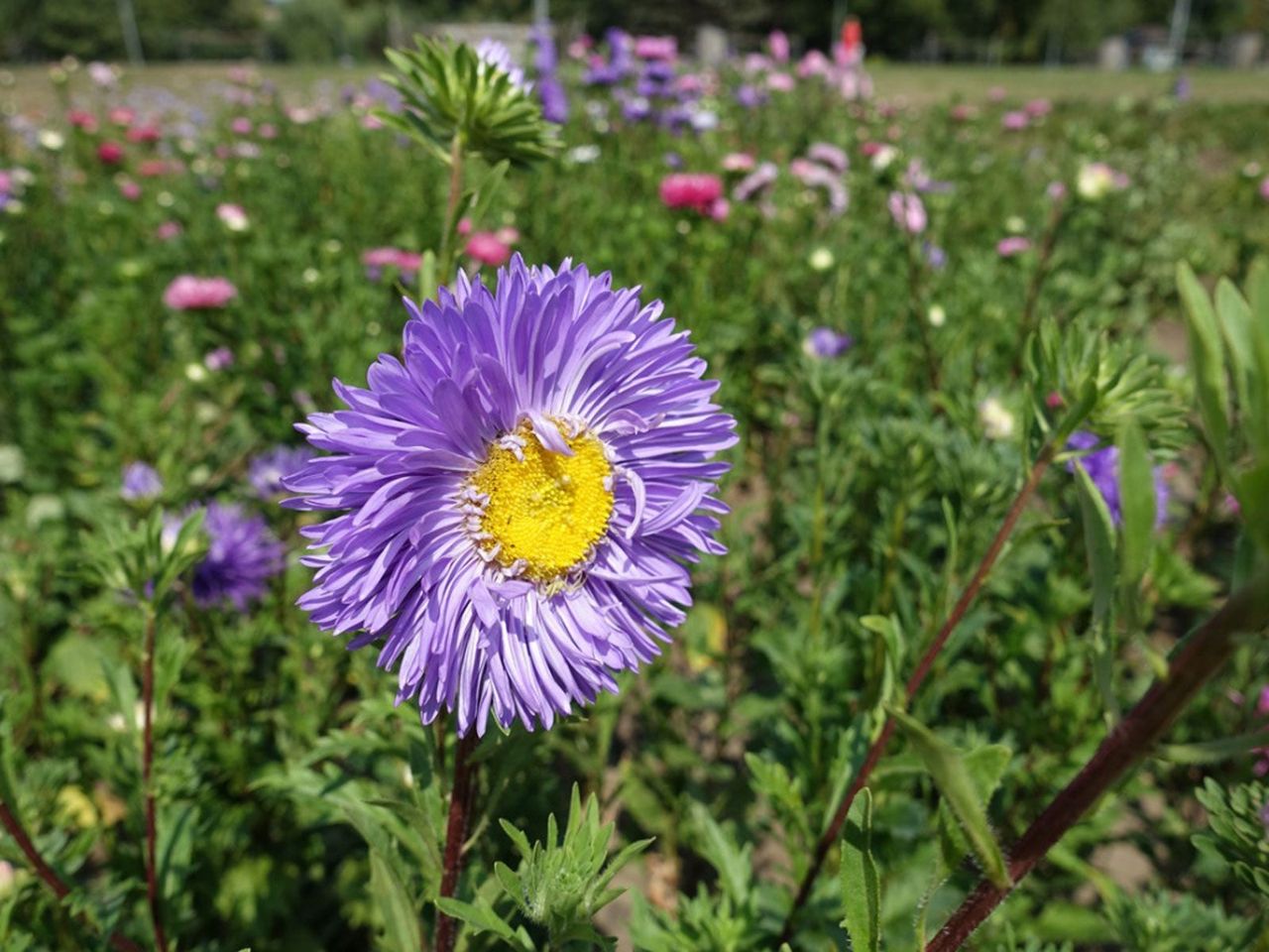 Annual Flowers