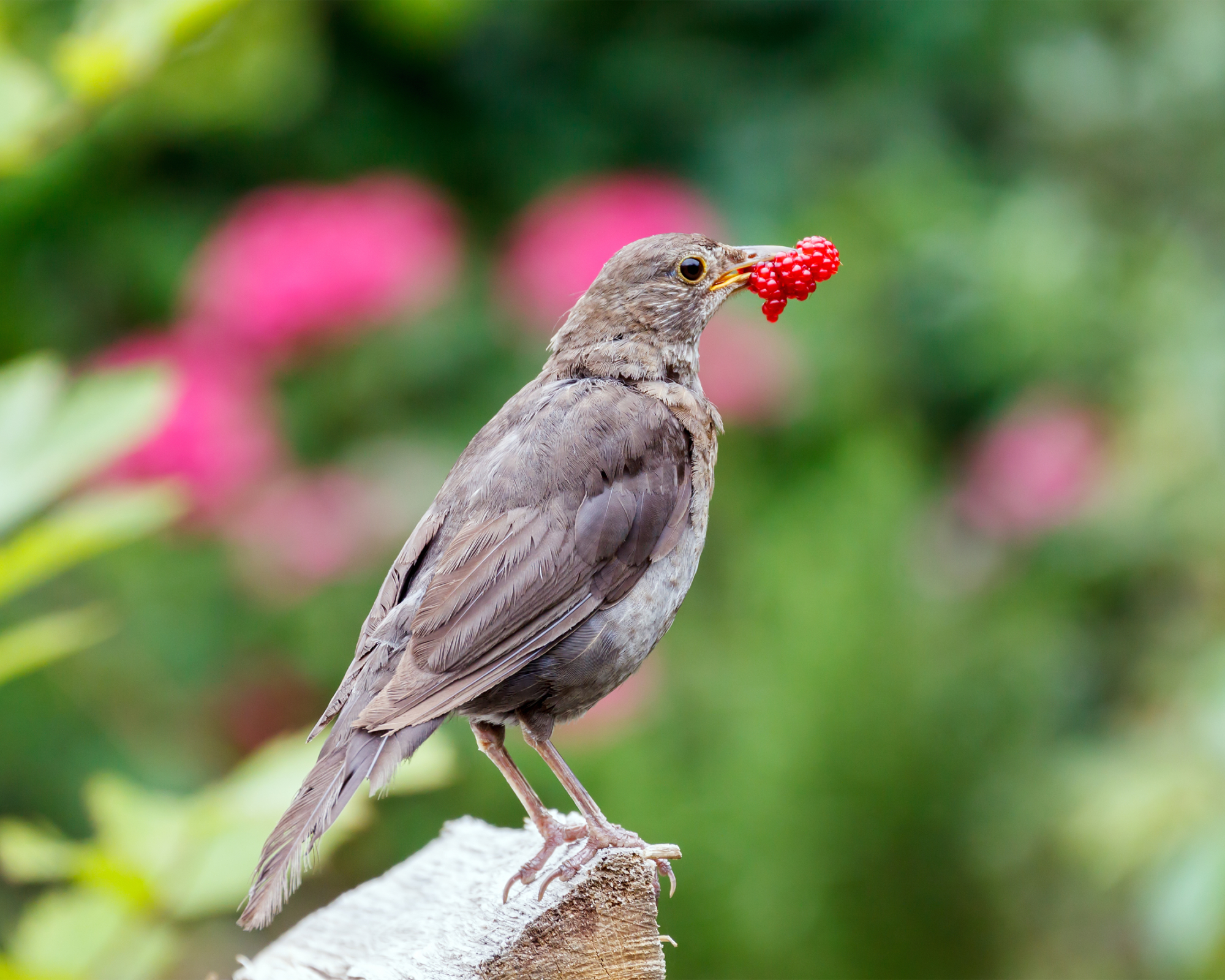 Common female blackbird with berry in its beak.