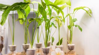 Peace lily plant being propogated