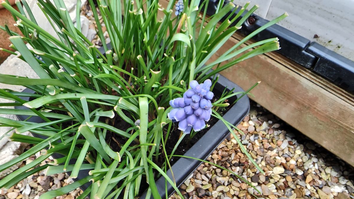 Pictures taken with the Lenovo ThinkPhone by Motorola