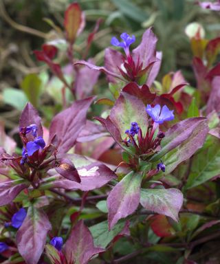 small purple flowers and dark foliage of blue plumbago