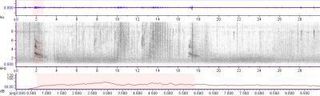 This is the sonogram corresponding to a recording of a red-tailed hawk made by Pamela Rasmussen.