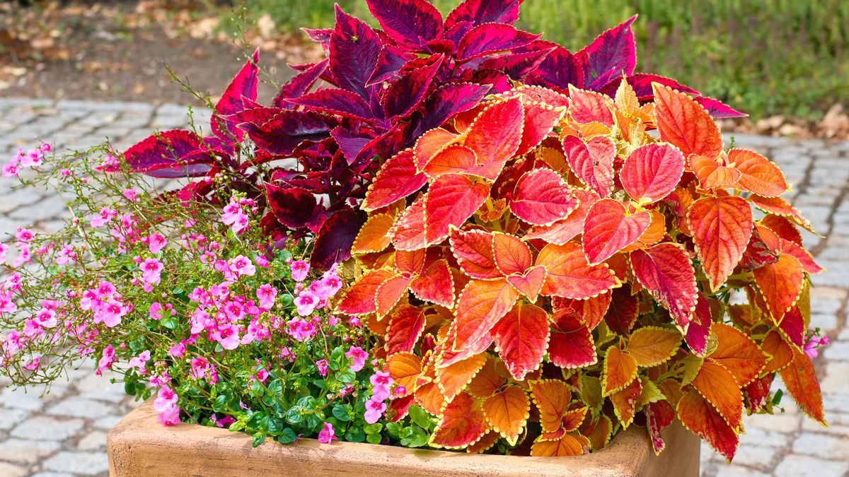 Forget Mums! These 5 Low Maintenance Container Combos Bring Fresh Curbside Color that Lasts Through Fall