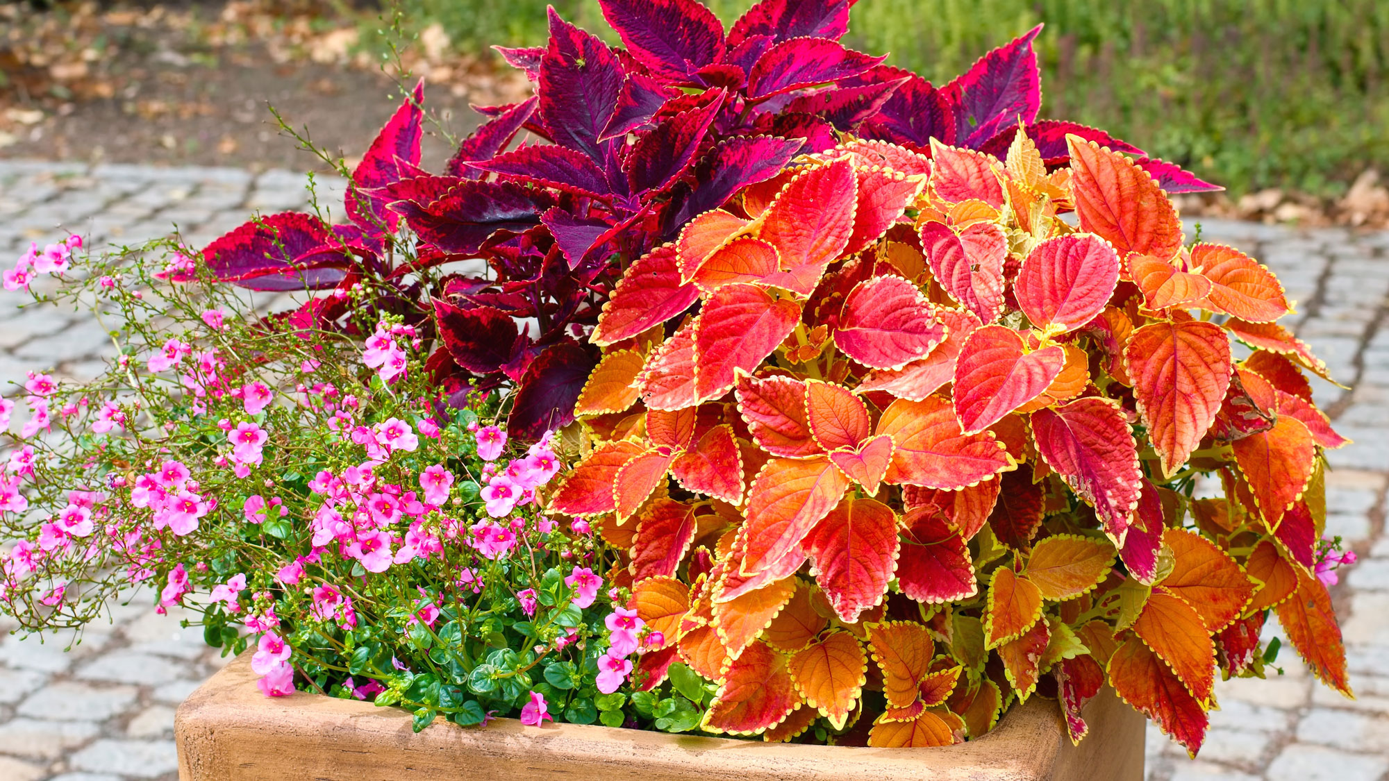 mixed coleus plants in wooden container with orange and red fall colors and pink flowers 