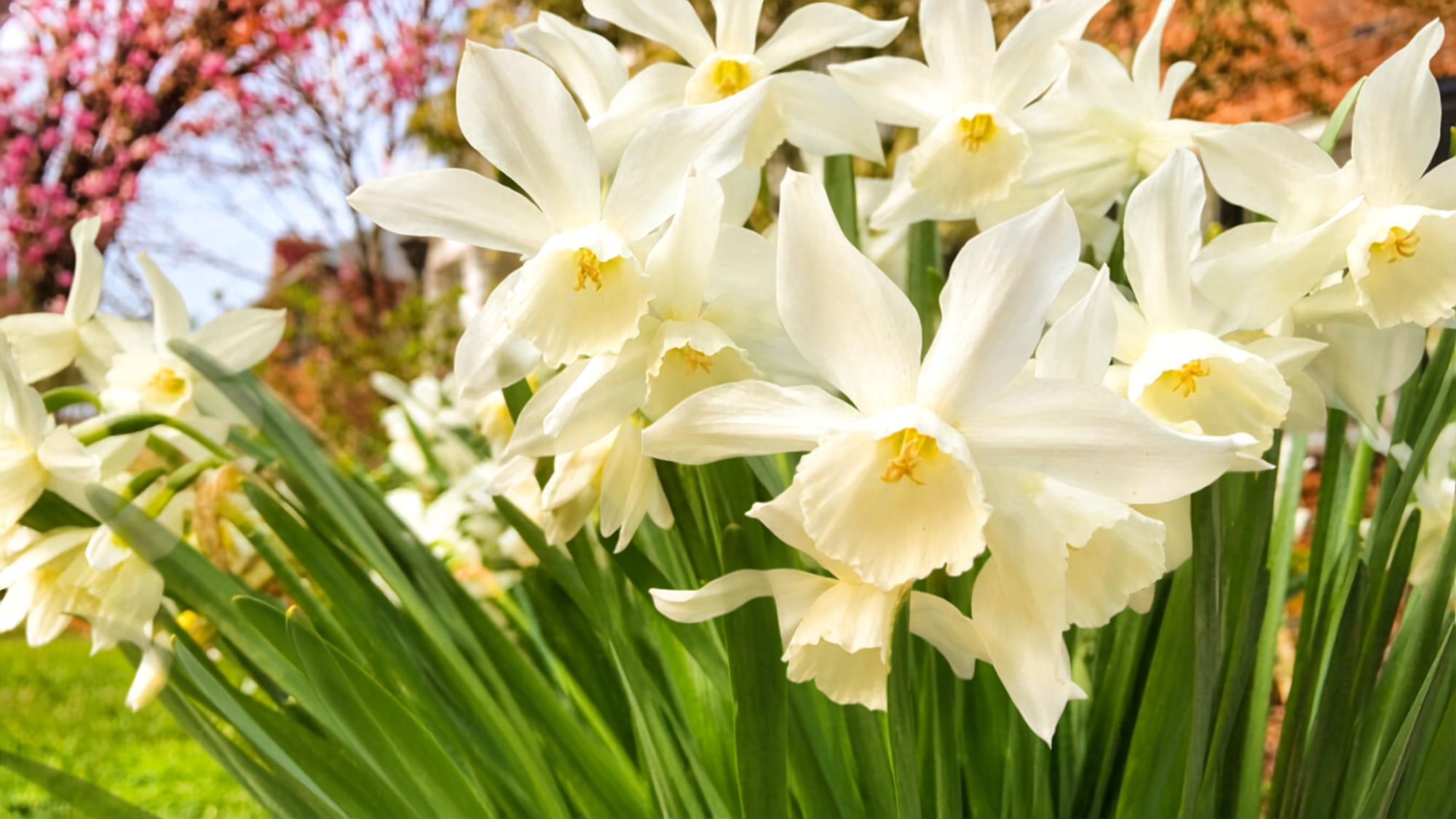 White daffodils in an outdoor garden.