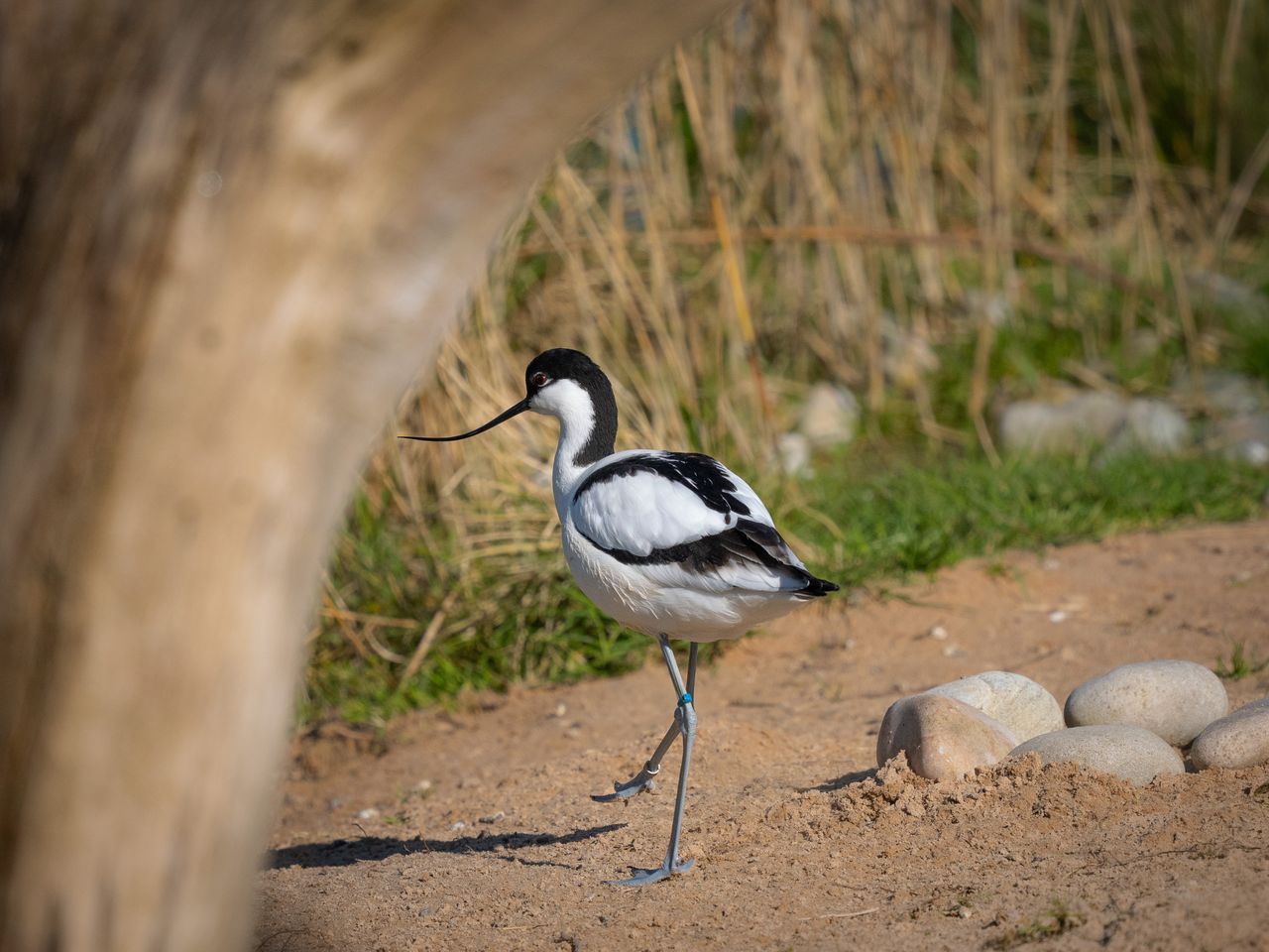 Bird at Slimbridge Wetland Centre