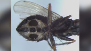 The fly species Coenosia tigrina with two large holes in the abdomen. The holes are an effect of infection with the fungus Strongwellsea tigrinae. The infective spores are discharged through these holes.